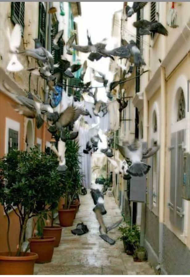 شقة Roof Garden House Corfu  المظهر الخارجي الصورة